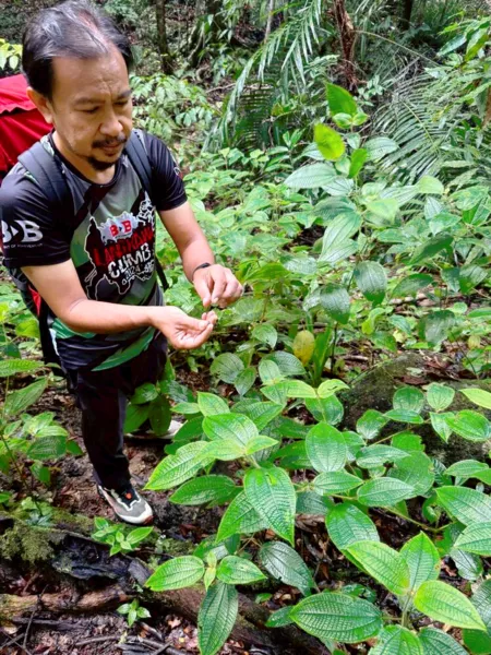 Darulaman Sanctuary herbalist examines medicinal leaves in the undergrowth during Gunung Raya’s gentle forest walk in Langkawi rainforest