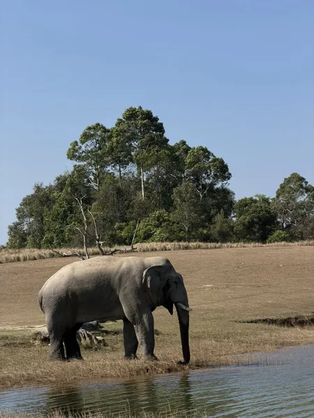 Elephant standing by a shallow water edge in open grassland during Wildlife Safari Thailand’s Khao Yai National Park safari