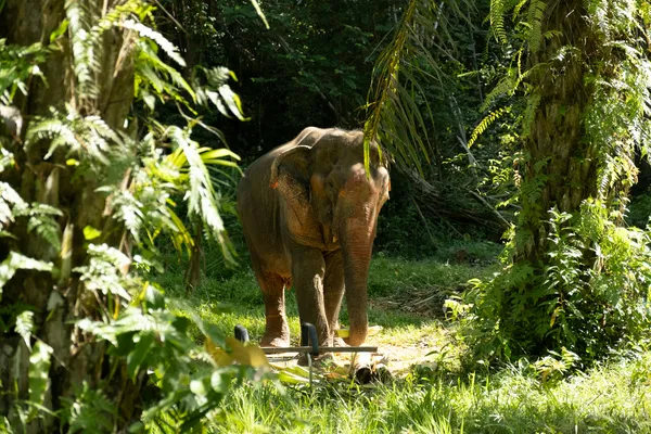 我们探访了泰国甲米一个真正有良心的大象保护区