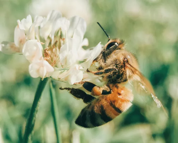 Image 69: Bees: The Little Heroes Keeping Us Alive