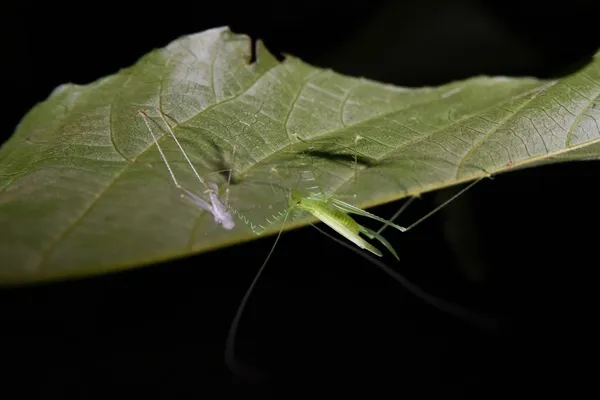 Spot frogs, insects & reptiles