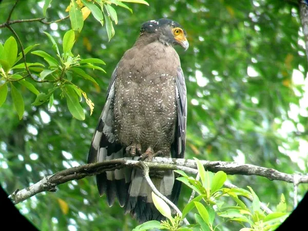 Forest bird with bright yellow eye on a branch amid leafy greenery, spotted during a Langkawi UNESCO Geopark cruise