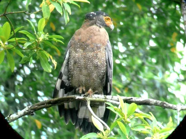 Bird perched on a leafy branch during a naturalist-guided wildlife cruise at Tanjung Rhu UNESCO Geopark in Langkawi