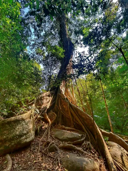 Towering tree roots and jungle trail in Khao Yai National Park during a wildlife trek with Mr. Nong