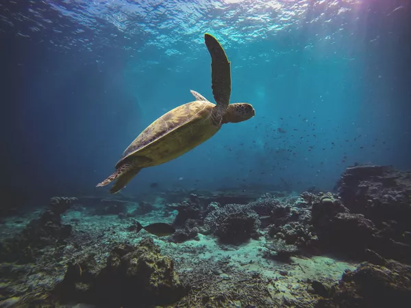 Sea turtle cruising over a rocky coral reef in clear blue water during the day trip near Komodo Island
