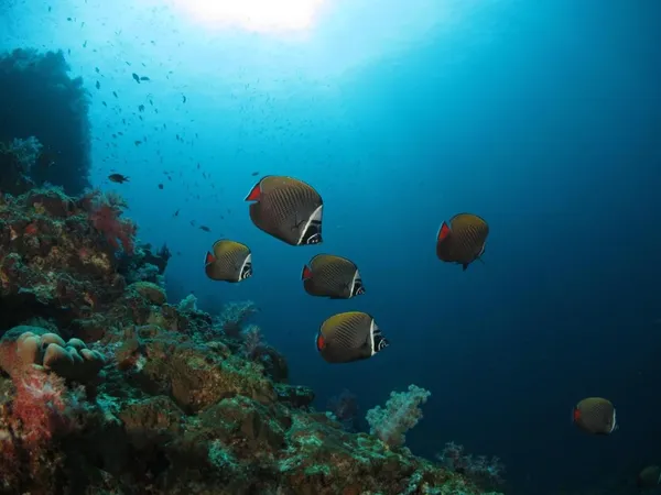 Gerombolan ikan terumbu melintasi dasar laut berkarang dalam air jernih di sekitar terumbu pulau Semporna, semasa selaman bersama Bigfin Divers