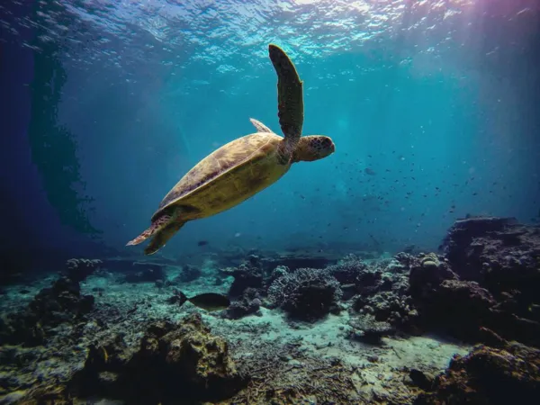 Sea turtle swimming above a coral reef near Rinca during a Komodo day trip in Komodo Island waters today
