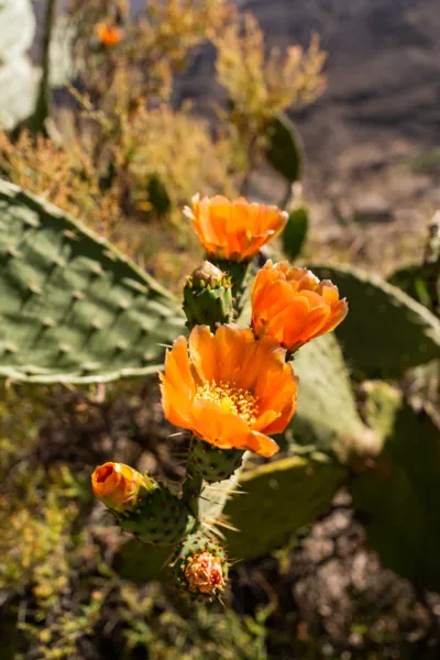 Orange cactus flowers on a rocky mountainside with Meili Snow Mountain in soft focus during a 2D2N sunrise trek from Shangri-La