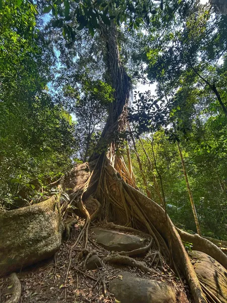 Jungle trail in Khao Yai National Park with towering roots and dappled light during a wildlife trekking day trip