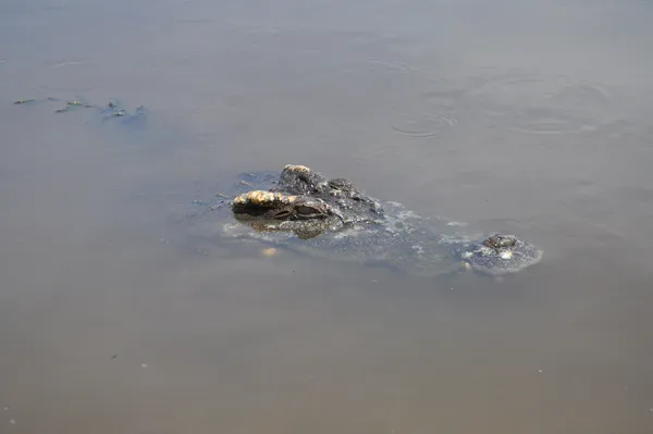 Turtle surfacing in muddy water in Cat Tien during a private 3D2N in-depth ethical tour with an expert naturalist