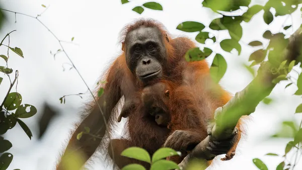 Pangkalan Bun (Tanjung Puting)