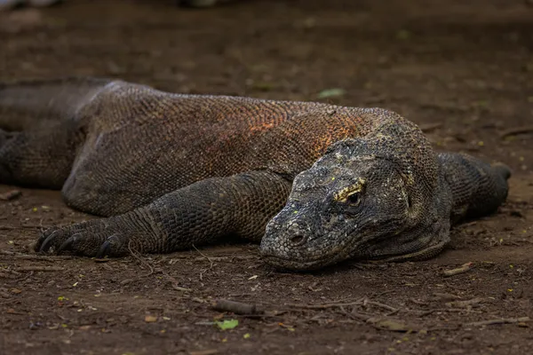 A Komodo dragon resting on dry ground during a wildlife stop on the Komodo region to see Komodo dragons