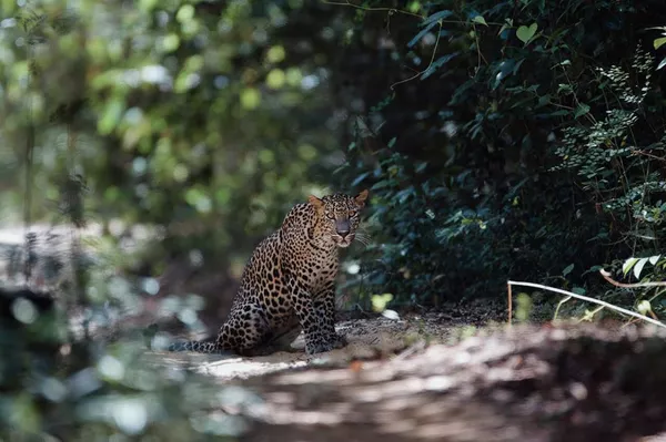 Full Day Game Drive with Local Guide | Yala National Park 