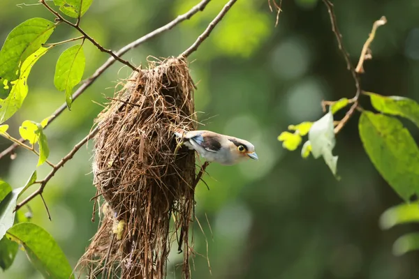 Small bird near a woven hanging nest on a branch in Khao Yai forest on an expert private bird-watching tour