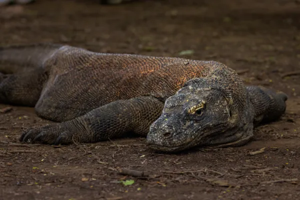 Close-up of a Komodo dragon resting in the sand on Rinca during a Komodo day trip viewing — Komodo dragons