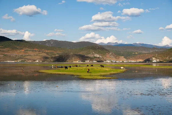 Wide lake with grazing cattle and distant mountains under clouds near Shangri-La on the 6-day loop with a Tibetan guide