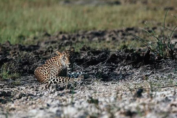 Full Day Game Drive with Local Guide | Yala National Park 