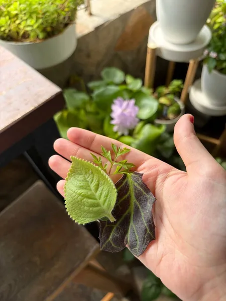 Menyediakan roti dan pencicah di Singapura sambil memetik daun yang boleh dimakan dari kebun pasu—antara hidden gem Singapura