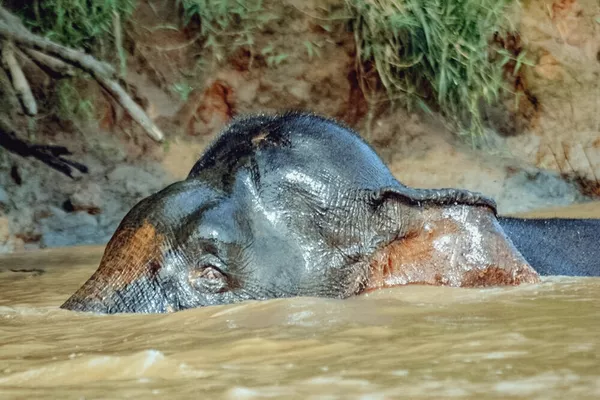 1 day Kinabatangan River Safari 