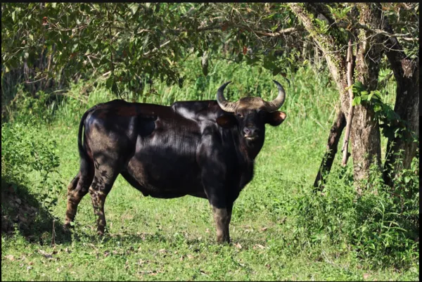 Wild gaur standing in tall grass in Cat Tien during a private 3D2N ethical wildlife tour with an expert naturalist