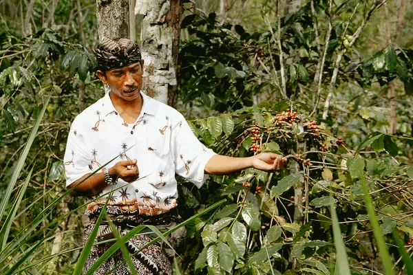 Organic Coffee Farm Visit near Ubud | Learn Traditional Coffee Growing Methods