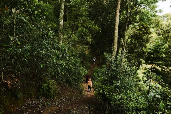 Seorang pelancong berjalan di jalur hutan hujan yang teduh di Xishuangbanna dalam perjalanan sehari privat, dikelilingi rimbunnya dedaunan hijau