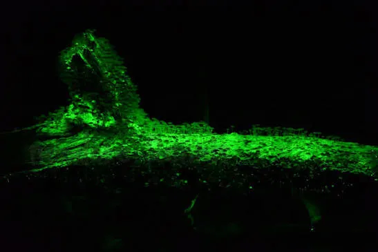 Discover glowing bioluminescence