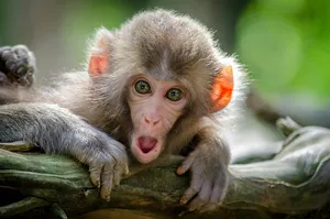 Wildlife