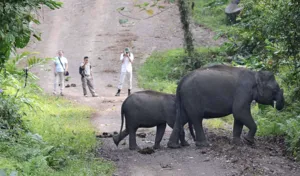 Two large jungle mammals on a dirt trail while travellers stand nearby at a Danum Valley nature reserve, Sabah