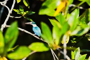 Blue-and-white bird perched on a branch among green mangrove leaves in Kilim Geoforest, Langkawi near water