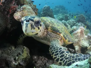 Seekor penyu laut meluncur di atas batu karang di perairan Semporna, ketika selaman skuba Bigfin Divers di sekitar terumbu pulau