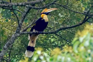 Colourful birdwatching moment in Langkawi: a crested bird perched in the canopy during Wendy Nature Guide nature interpretation