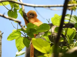 Orange-furred gibbon perched in leafy branches during a calm wildlife day trek in Khao Yai National Park