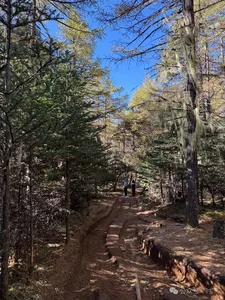Rocky woodland trail with hikers on a Tiger Leaping Gorge trek in Shangri-La, winding between tall trees