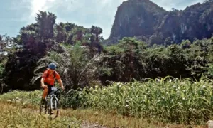 Cyclist on a road bike cycling through tall grass and rainforest with rocky hills behind near Kuching, Borneo
