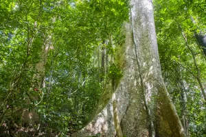 Massive rainforest tree trunk and mossy roots rising through a thick green canopy, part of Khao Sok National Park