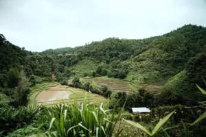 Lush terraced hillsides and forest valleys on the Hidden Doi Inthanon trails near Chiang Mai, Northern Thailand