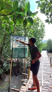 Seorang pengembara berjalan di sebelah papan tanda '21 spesies bakau' di laluan kayu merentasi hutan bakau di Labuan Bajo