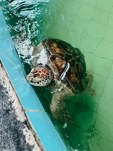 A sea turtle swims in a conservation holding tank, part of a community-impact turtle protection experience in Khao Lak