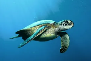 Underwater close-up of a sea turtle gliding past the reef during a dive on a 3D2N join-in trip to Komodo Island