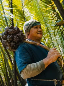 古晋附近热带林地中的 Tanoti Crafts 手工艺人,肩挑采集好的糖棕果实,用于砂拉越棕榈糖传统制作