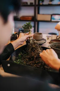 Hands picking and arranging a tropical bonsai in a pot during a Singapore workshop, with trays on the table — workshops in Singapore
