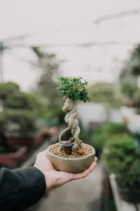 Hand holding a small Japanese-style tropical bonsai pot at a Singapore workshop, with lush greenery and other plants behind