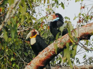 Hornbill pair perched on branches in Khao Yai National Park jungle during a guided wildlife trek experience