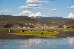 Cattle grazing by a calm lake with reflections in the valley, surrounded by mountains around Shangri-La on a 6-day trek loop