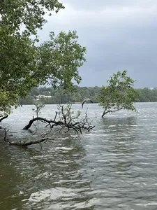 Muddy mangrove estuary near Johor Bahru with waterlogged roots and branches, showing coastal nature on the Orang Seletar heritage tour