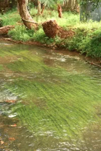 Clear shallow stream with green algae and stones winding through a leafy garden in Lijiang, peaceful during the local stroll
