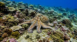 Scuba Froggy guide diving at Lombok’s Pink Beach, highlighting a camouflaged octopus on a coral reef for macro lovers