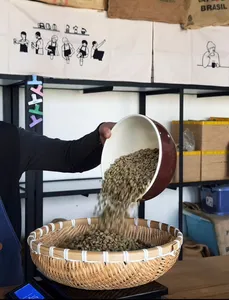 Green coffee beans being poured from a metal scoop into a woven basket during a specialty coffee workshop in Lijiang