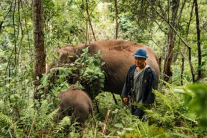 Jirayu in a blue hat observes elephants in the forest during an ethical elephant observation with Elephant Eco Trails in Chiang Mai